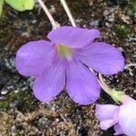 Pinguicula agnata Кветка