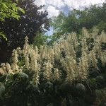 Aesculus parviflora Hábito