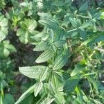 Galium rubioides Листок