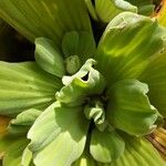 Pistia stratiotes पत्ता