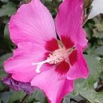 Hibiscus syriacusFlower