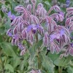 Borago officinalisЦветок