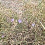 Wahlenbergia capillaris Flower