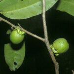 Diospyros tetrandra Fruit