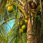 Cocos nucifera ফল
