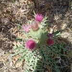 Cirsium echinatum Virág