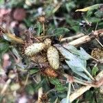 Xanthium spinosum Plod