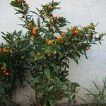 Solanum pseudocapsicum 整株植物