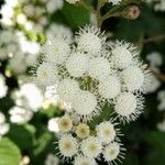 Ageratina adenophora Blüte