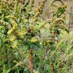 Amaranthus hybridus Fruit