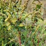 Amaranthus hybridus Ffrwyth