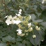 Hydrangea paniculataᱵᱟᱦᱟ