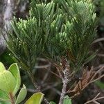 Libocedrus chevalieri Habit