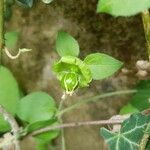 Silene baccifera Vaisius