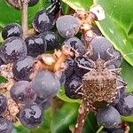 Ligustrum japonicum 果實