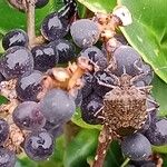 Ligustrum japonicum Fruit