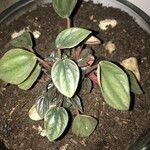 Peperomia albovittata 叶