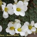 Saxifraga diapensioides Çiçek