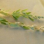Chenopodium ficifolium Flower