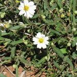 Melampodium leucanthum Flor