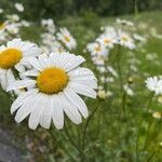 Leucanthemum ircutianumKukka