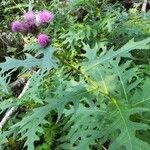 Cirsium alsophilum Habit