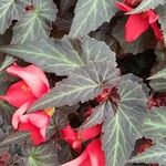 Begonia boliviensis Лист