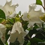 Beaumontia grandiflora Fiore