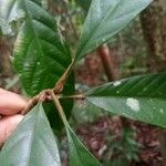 Dillenia borneensis Leaf