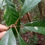 Dillenia borneensis 葉