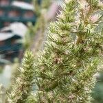 Amaranthus retroflexus Flors