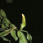 Philodendron rudgeanum Фрукт