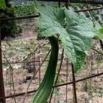 Luffa acutangula Frucht