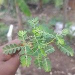 Phyllanthus amarus Blatt