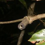 Machaerium floribundum Corteza