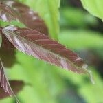 Leea guineensis Leaf