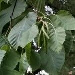 Betula maximowicziana Fruit