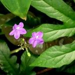 Pseuderanthemum alatum Flor