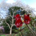 Rhododendron sanguineum Flower