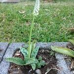 Ledebouria kirkii Blad