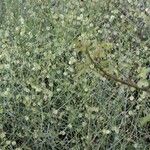 Rumex induratus ফল