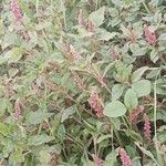 Amaranthus deflexus Natur