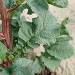 Raphanus sativus 其他