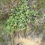 Rumex acetosella Blad