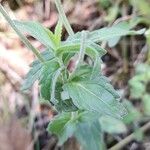 Veronica orsiniana Foglia