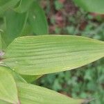 Shibataea kumasasa Leaf