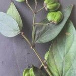 Nyctanthes arbor-tristis Fruto