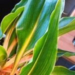 Chlorophytum orchidastrum Leaf
