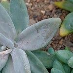 Pachyphytum fittkaui List