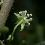 Adelia triloba Bark